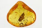 Detailed Fossil Ant (Formicidae) and Bark Fragment In Baltic Amber #310949-1